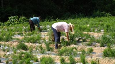林下经济点“绿”成“金”｜五峰乡张家楼村：林下种植中药材 成为富民“金钥匙”
