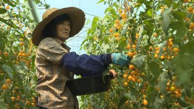 十堰郧阳：用 “好生态” 种出 “好味道”