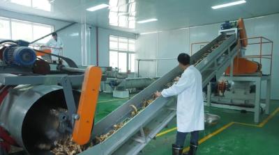 乡村振兴新画卷 | 叶大乡：党建引领 葛根产业结出 “致富果”