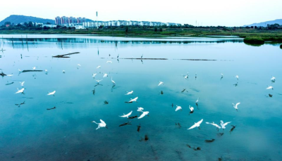 十堰郧阳：生态湿地 白鹭翱翔