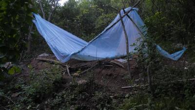林下经济点“绿”成“金” | 郧阳区：青山为“笼”  林下养出好效益