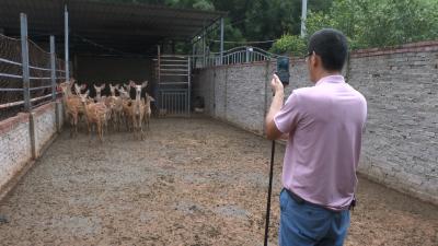 乡村振兴新农人｜新农人董成俊：林下养鹿敲开致富门