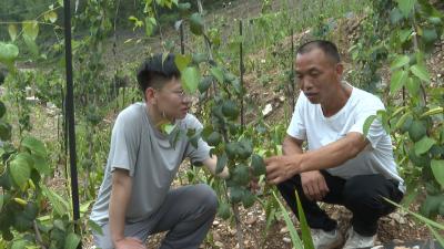 乡村振兴新画卷｜白浪镇：荒山种出“致富药”  撂荒地变“金土地”