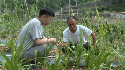 十堰郧阳：荒山种出“致富药”  撂荒地变“金土地”