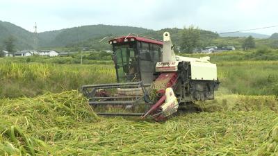 郧阳区：2.6万亩水稻喜迎秋收 机械化助力颗粒归仓