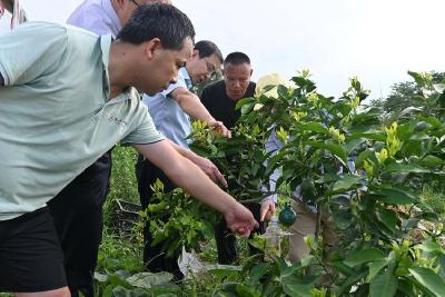 十堰郧阳：“小灯笼”点亮致富路