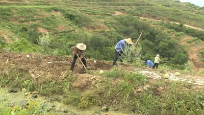 林下经济点“绿”成“金”｜周家坪村：油橄榄林下套种 “一地两收”促增收