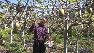 乡村振兴新画卷｜白桑关镇柏营村：猕猴桃满枝映丰收 果香漫园富农家​