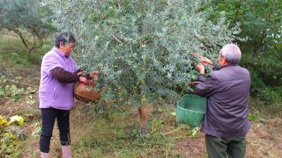郧阳区：发展油橄榄产业 促进农民致富推动产业振兴