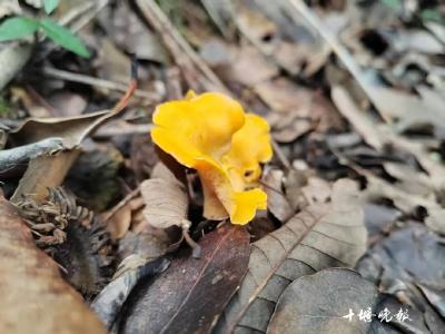 这种美味吃错可致命！十堰近期大量出现