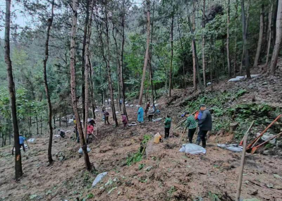 郧阳区白桑关镇：林下中药材种植奏响产业振兴新乐章