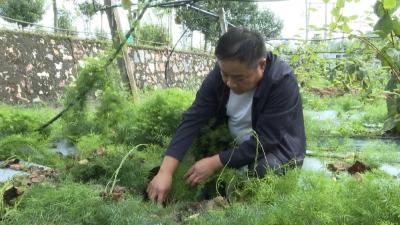 乡村振兴新农人｜朱进安：猕猴桃园种出“致富果”