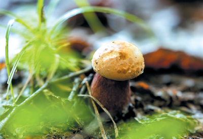  打造“林下经济样板” 十堰郧阳野生菌成“致富宝”