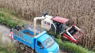 机械化发力 郧阳区28万亩玉米雨中抢收保归仓