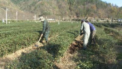 共建“六无”和美乡村 | 郧阳区白桑关镇：创“六无”乡镇 建绿色家园