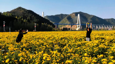乡村振兴新画卷｜五峰乡：花海踏秋观菊韵 车间轰鸣赶工忙