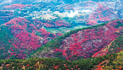 十堰郧阳：满山红叶似彩霞 