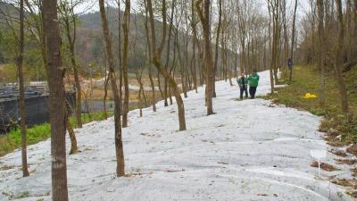 大柳乡：天麻丰收采挖忙 特色产业绘新景