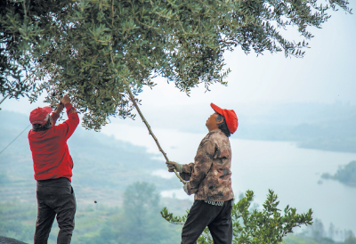 郧阳区安阳镇：油橄榄丰收 村民采摘忙