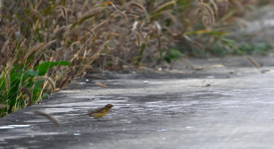 郧阳区再现国家一级极危物种和国家一级濒危物种