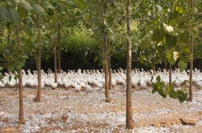 担当作为好支书｜李玉红：退役返乡守初心 实干担当善作为