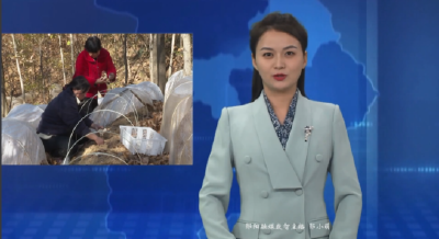 林下经济点“绿”成“金” | 白桑关镇：冻干技术“锁”住野生菌鲜与嫩