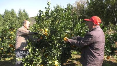 十堰郧阳：江畔橙香溢 果农喜丰收
