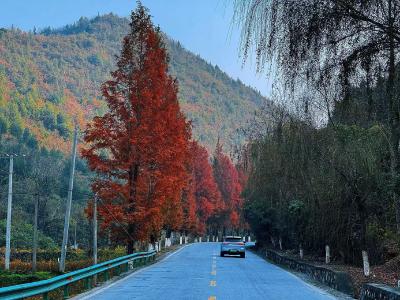 郧阳230省道：秋日公路上的流动画卷