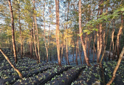 郧阳区白桑关镇：红链牵绿林 菌菇结富果