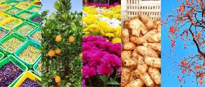 红红火火黄黄惚惚……郧阳丰收啦~