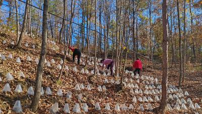 林下经济点“绿”成“金” | 白桑关镇：冻干技术“锁”住野生菌鲜与嫩