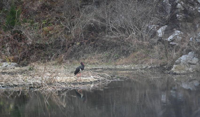 “鸟中大熊猫“黑鹳青睐郧阳