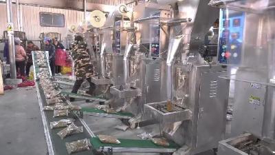 白桑关镇：菌菇产业全链发力 铺就乡村振兴致富路