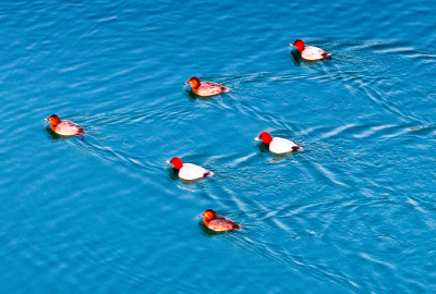 “候鸟盛宴”！已抵达十堰郧阳……