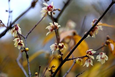 十堰郧阳：百余株蜡梅迎冬至 暗香浮动醉游人