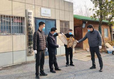 郧阳区林业部门成功救护一只国家二级保护动物雕鸮
