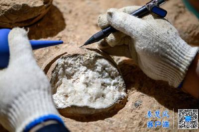 十堰青龙山恐龙蛋化石入选2025全球化学年度图片