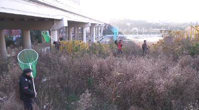 十堰郧阳：常态化巡查整治不文明养犬 市民齐赞生活环境改善