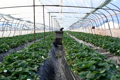 十堰郧阳：郧阳大棚草莓新鲜上市啦，甜香多汁！