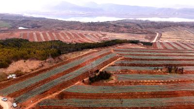 十堰郧阳：汉江绿谷千亩芍药种植忙 生态观光与经济增收双赋能