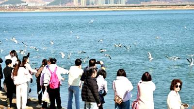 郧阳区迎来大批越冬红嘴鸥 市民争相打卡拍照