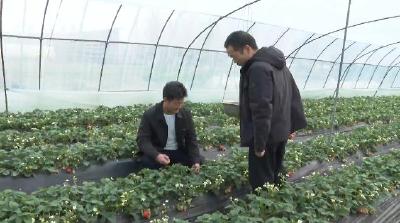 郧阳农业农村局：防寒抗冻有 “良方” 田间指导护农忙