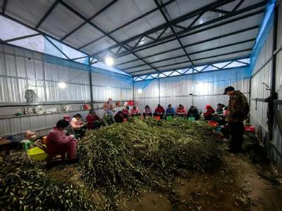 科技赋能育苗！助力油橄榄良种繁育