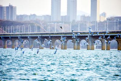 十堰郧阳：汉江水域现红嘴鸥群 冬日精灵展现生态成效