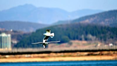 来十堰郧阳，邂逅一场冬日 “鸥” 缘