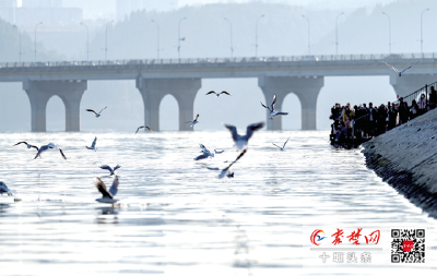 鸥鸟翩跹映汉江 十堰郧阳生态美出圈