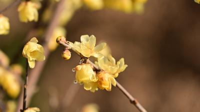 十堰郧阳：素心蜡梅盛放 暗香浮动醉寒冬