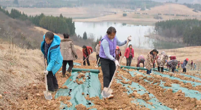 十堰郧阳：“油橄榄+白芍”，立体套种增效益