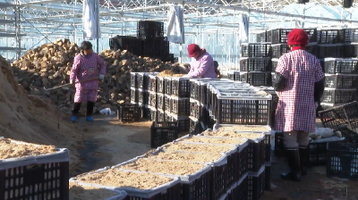 郧阳区谭家湾：设施天麻扎根沃土 乡村振兴再谱新篇