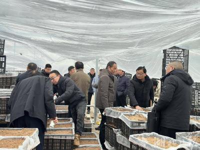 郧阳区谭家湾镇：聚焦珍稀菌特色产业 引领乡村振兴新实践